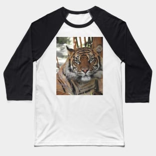 Sumatran Tiger Baseball T-Shirt